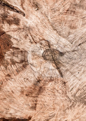 Lebensringe vom Baum, Strucktur, Hintergrund