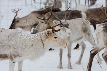 Reindeers in natural environment with snow, Lapland, north Sweden, during winter