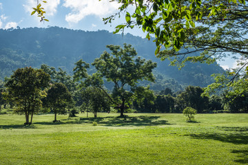 Big tree with green grass field in Public Park