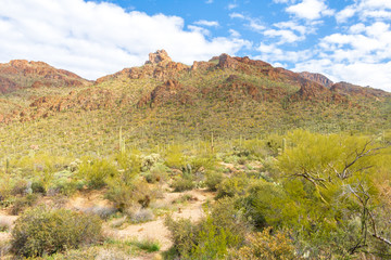 Landscape of the Tucson Mountains and desert plants