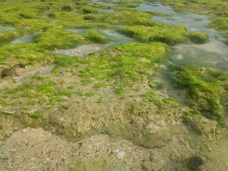coral rock. with various types of seaweed at low tide. natural green grass. natural coral rock. as background
