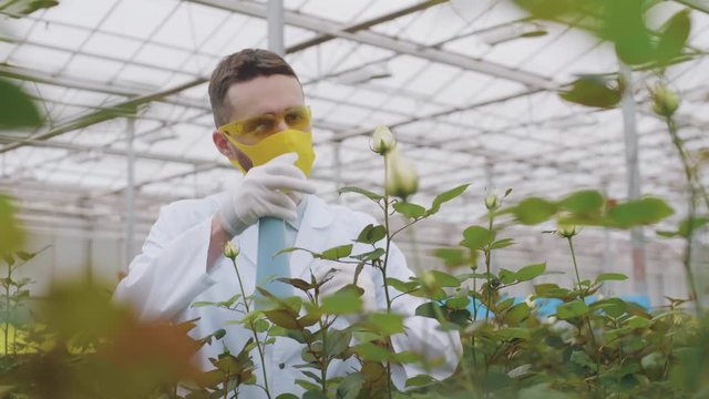 Lockdown of Caucasian male biologist wearing medical gown, gloves, mask and goggles watering plats using sprayer in huge industrial glasshouse
