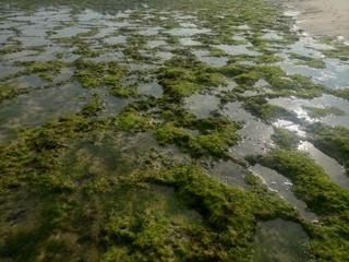 coral rock. with various types of seaweed at low tide. natural green grass. natural coral rock. as background