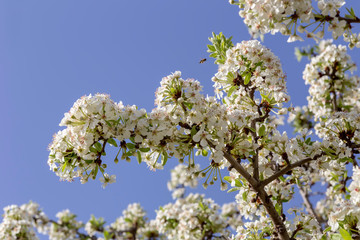 The pear (Pyrus communis) tree blooms in the mountains.