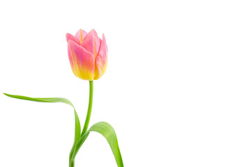Pink yellow tulip isolated on white background, clipping path