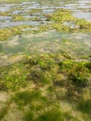 coral rock. with various types of seaweed at low tide. natural green grass. natural coral rock. as background