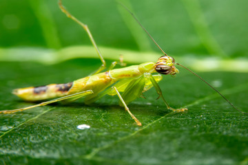 Selective focus of the grasshopper on green leaf in the garden at Thailand. Side view of the Grasshoppers on green leaves with green background.