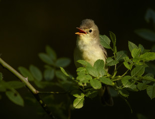 Spring themes. Singing songbird on a twig of rose against a blurry green background. Bird imitator Icterine Warbler, Hippolais icterina. Birding in the Czech Republic, Europe.