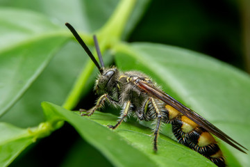 Close up of the Vespa Tropica on green leaf in the forest with green background. The wasp on green leave in the garden.