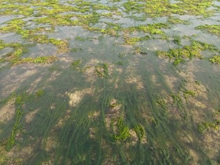 coral rock. with various types of seaweed at low tide. natural green grass. natural coral rock. as background