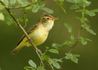 Spring themes. Singing songbird on a twig of rose against a blurry green background. Bird imitator Icterine Warbler, Hippolais icterina. Birding in the Czech Republic, Europe.