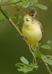 Spring themes. Singing songbird on a twig of rose against a blurry green background. Bird imitator Icterine Warbler, Hippolais icterina. Birding in the Czech Republic, Europe.
