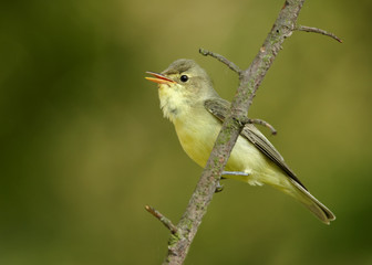 Spring themes. Singing songbird on a twig of rose against a blurry green background. Bird imitator Icterine Warbler, Hippolais icterina. Birding in the Czech Republic, Europe.