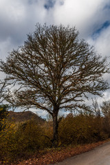 Moss covered tree aside of road in autumn colors