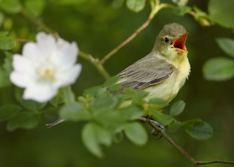Singing bird next to white flower. Icterine Warbler, Hippolais icterina perched on rose bush, among leaves and flowers.  Spring theme. Birding in Czech republic, Europe.