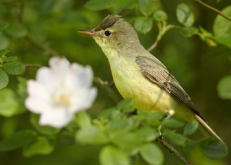 Singing bird next to white flower. Icterine Warbler, Hippolais icterina perched on rose bush, among leaves and flowers.  Spring theme. Birding in Czech republic, Europe.