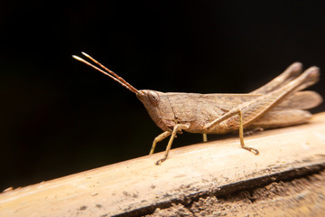 The brown grasshopper on a branch in the forest. Close up of the Brown insects on the branches in the garden.