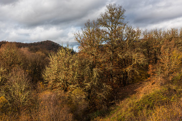 Fototapeta premium Moss covered bushes and tree with hills on background