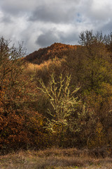 Moss covered bushes with hills on background