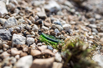  sea ​​shells on ice