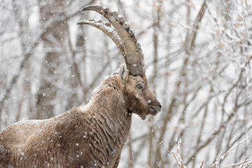 Young Alpine ibex in the snowy forest (Capra ibex)