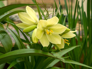 Lovely yellow flowers and green leaves of Fritillaria raddeana or dwarf crown imperial