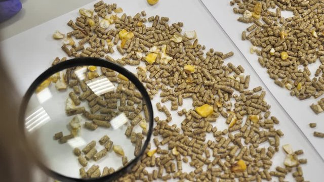 Laboratory testing of granulated animal feed using a magnifying glass