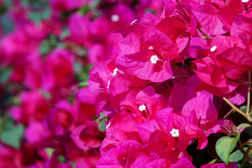 pink flowers in the garden