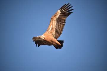 buitre leonado en vuelo