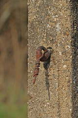 Rost