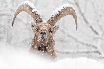 Face to face with the king of Alps mountains (Capra ibex)