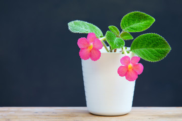 flower in a white pot on wood table.