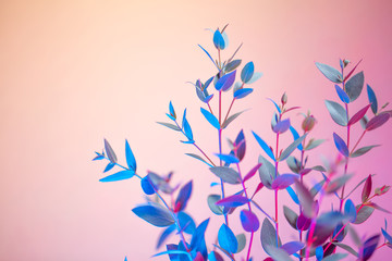 Creative neon background with leaves. Multicolor botanical backdrop with vibrant gradients on plants. Exotic nature branch with pink and blue vivid colors. Botanic twigs with beautiful backlight