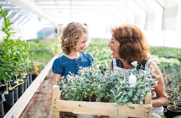 Small girl with senior grandfmother gardening in the greenhouse.