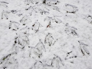 Birds feet tracks in the snow.