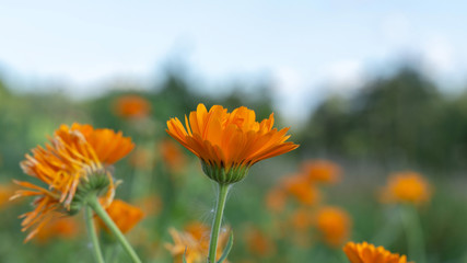 Orange flower 