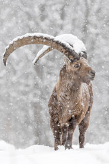 Alpine ibex under strong snowfall (Capra ibex)
