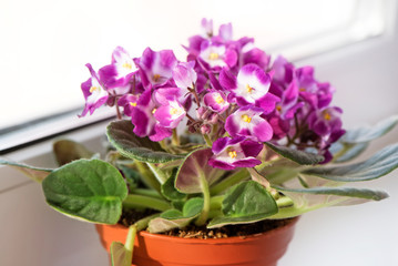 Fototapeta na wymiar Potted Saintpaulia violet pot flower on window still on sunny light. African senpolia houseplant.