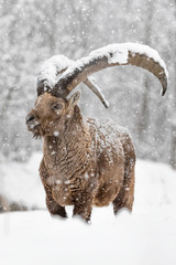 The mighty Ibex covered by snow (Capra ibex)