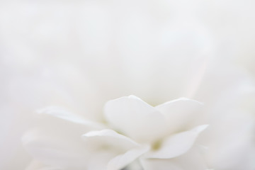 Fototapeta premium Closeup beautiful abstract white flower floral blurred backdrop