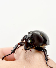 Rhinoceros beetle, Hercules beetle, Unicorn beetle, horn beetle, male in gentle hand on white...