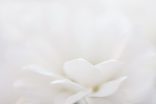 Fototapeta Closeup beautiful abstract white flower floral blurred backdrop