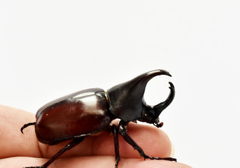 Rhinoceros beetle, Hercules beetle, Unicorn beetle, horn beetle, male in gentle hand on white...