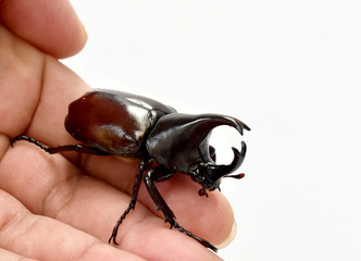 Rhinoceros beetle, Hercules beetle, Unicorn beetle, horn beetle, male in gentle hand on white background