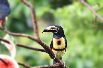 Collared Aracari perched on a branch