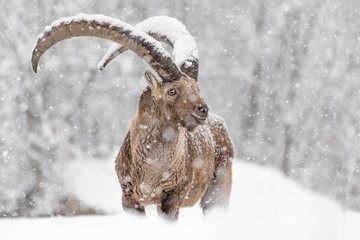 Ibex mountain covered by snow (Capra ibex)