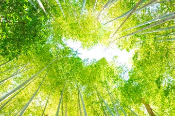 Rolgordijnen 竹林 © T.Kurohara