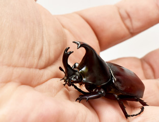 Rhinoceros beetle, Hercules beetle, Unicorn beetle, horn beetle, male in gentle hand on white background