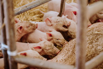 Young Piglets at Livestock Farm
