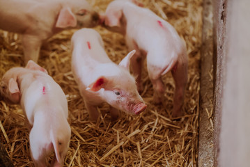 Young Piglets at Livestock Farm